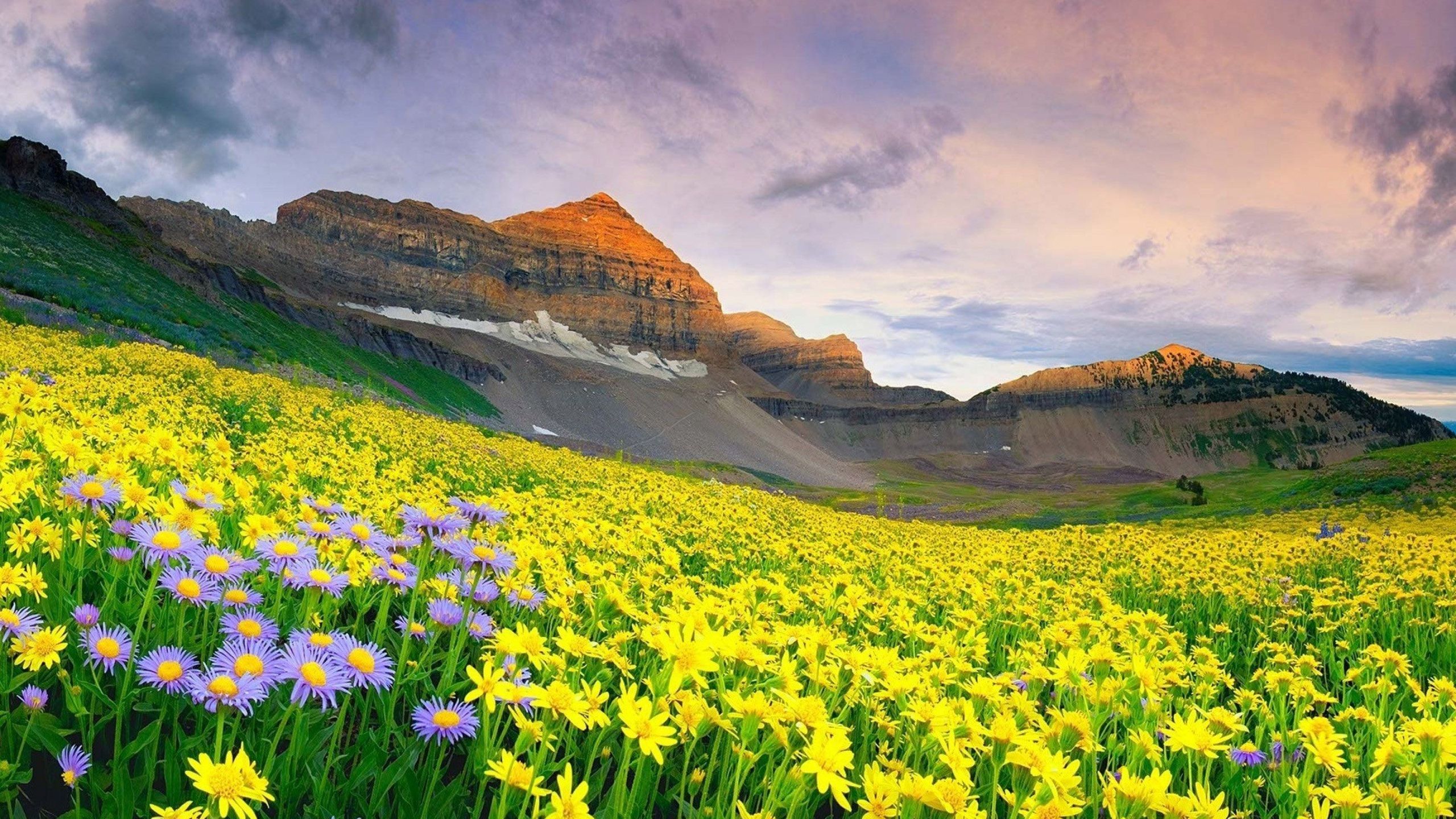 Best 43+ Valley of Flowers Wallpapers on HipWallpapers