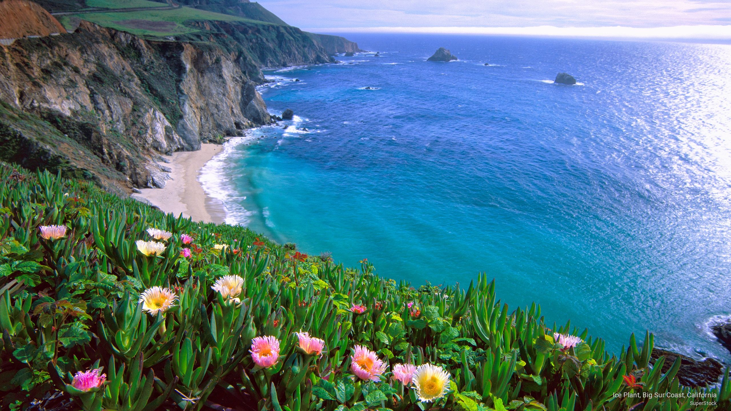 Flowers along the Coastline