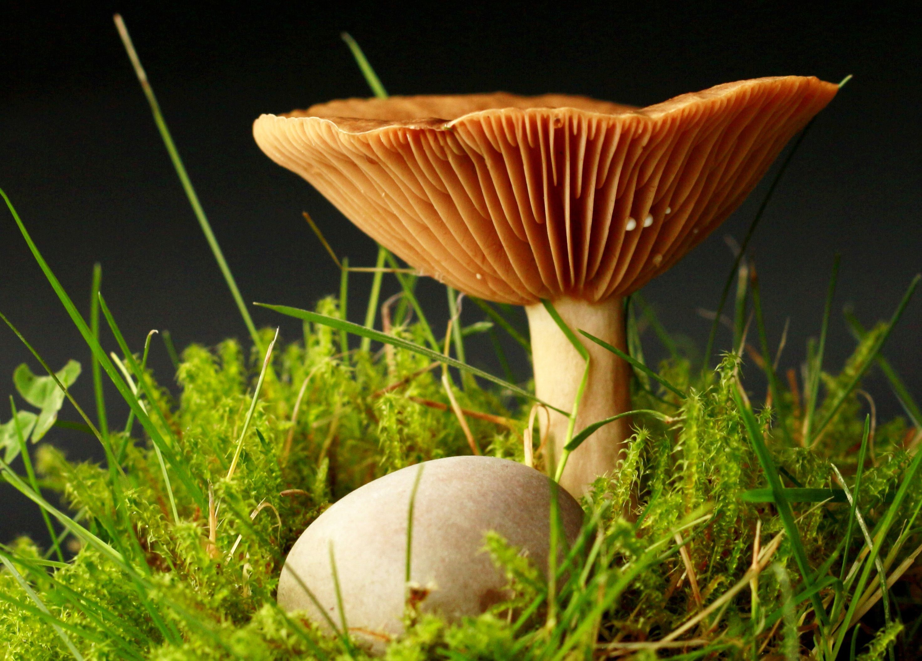 94 Fantastic Free Image for a Mushroom Wallpaper, Backgrounds or Texture