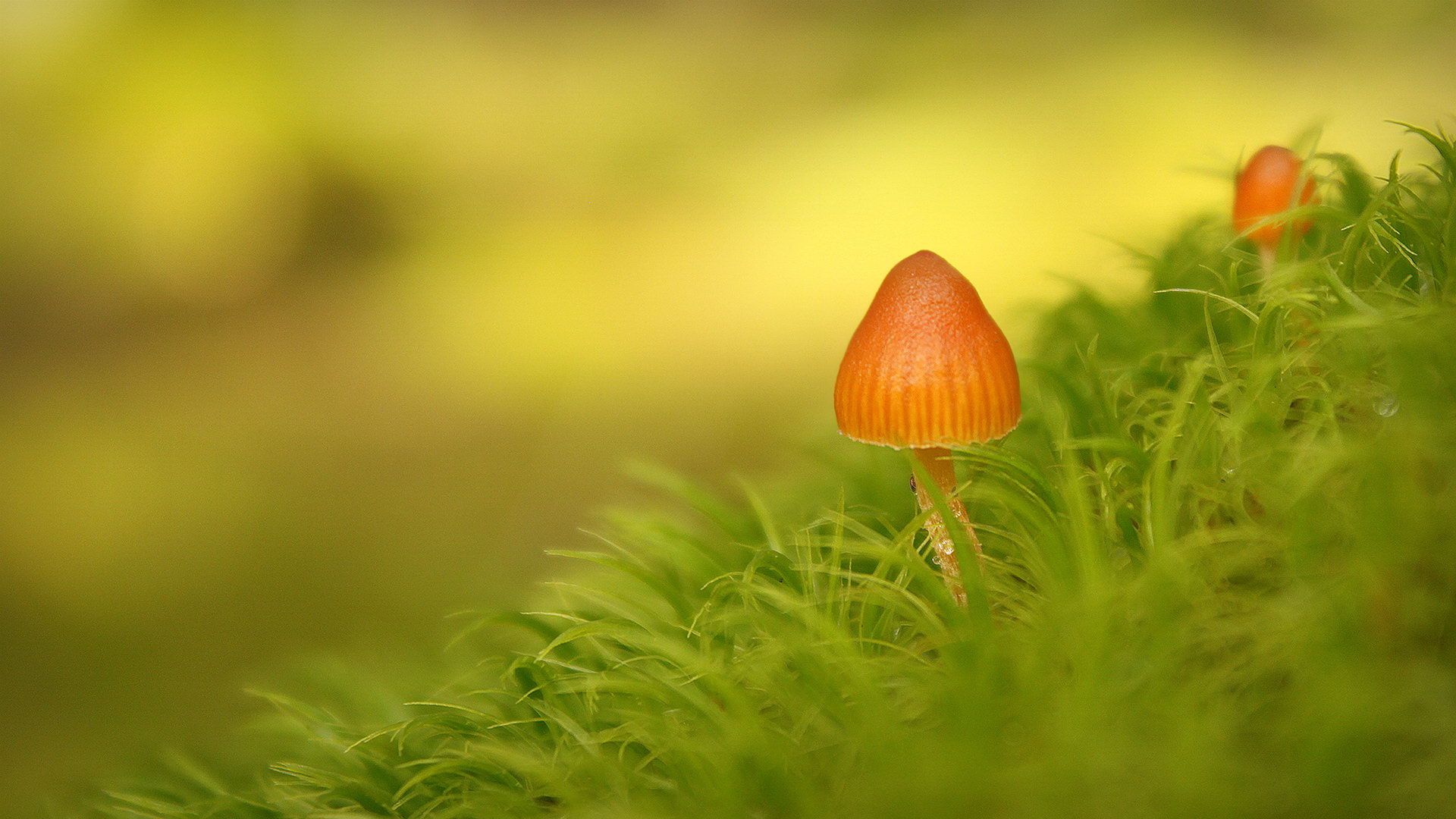 Fungus Wallpapers - Wallpaper Cave