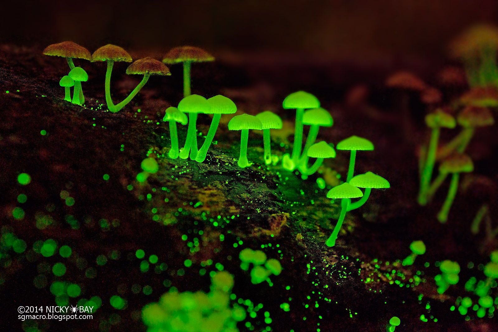 Fungus Wallpapers - Wallpaper Cave