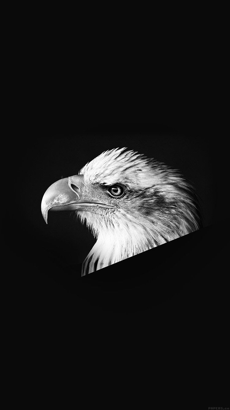 Black Eagle Wallpaper