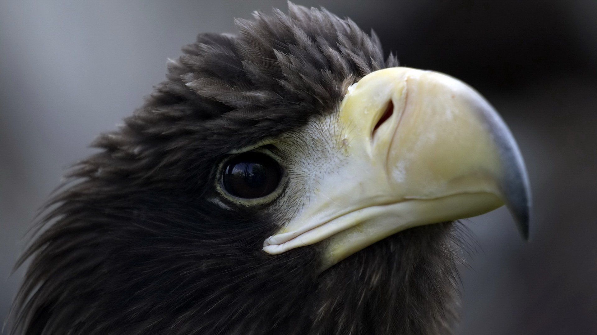 Black eagle HD Wallpaper and Background Image