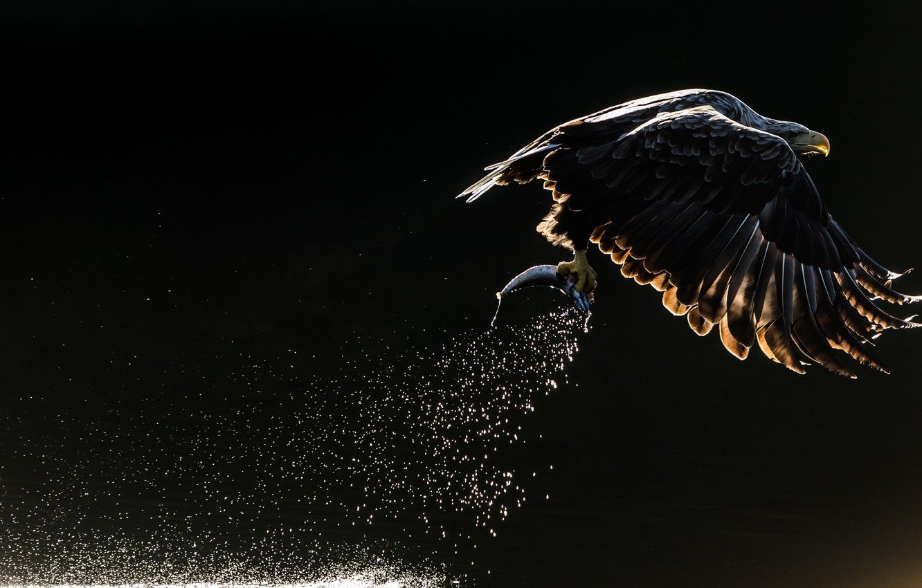 Wallpaper squirt, bird, fish, eagle, Orlan, the dark background, catch image for desktop, section животные