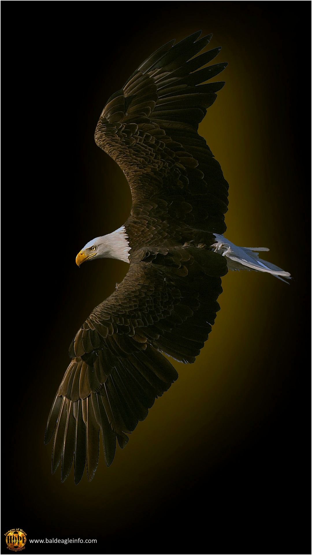 Eagle Wallpapers Lovely Bald Eagle Wallpapers 47 Wallpapers