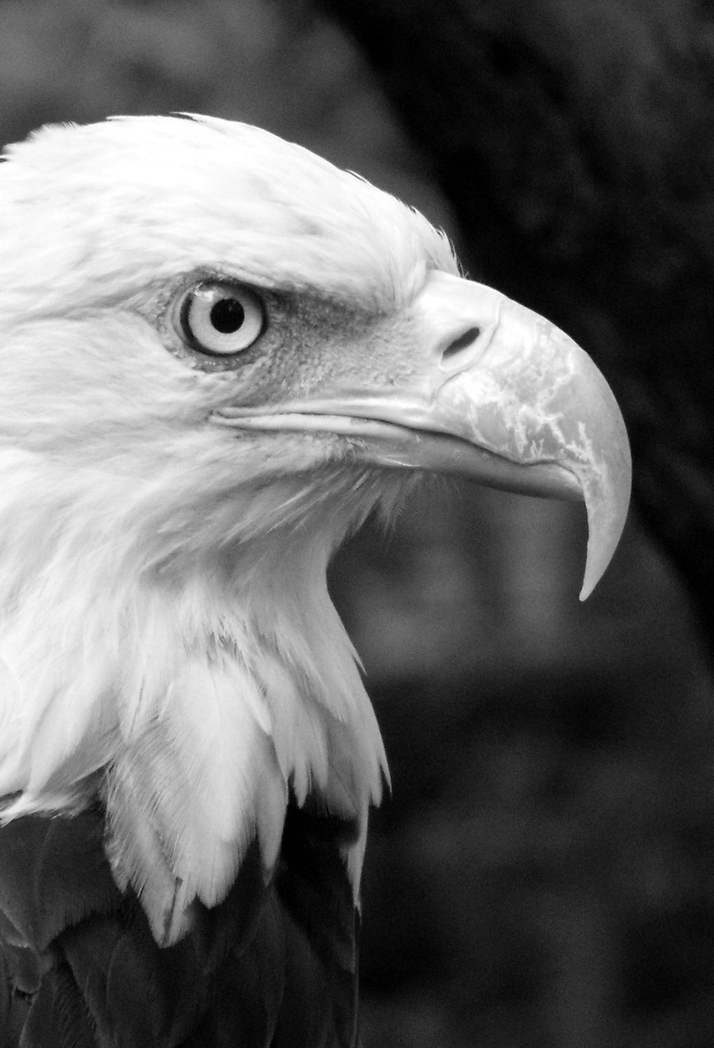 Black & White Eagle Wallpaper for iPhone 11, Pro Max, X, 8, 7, 6