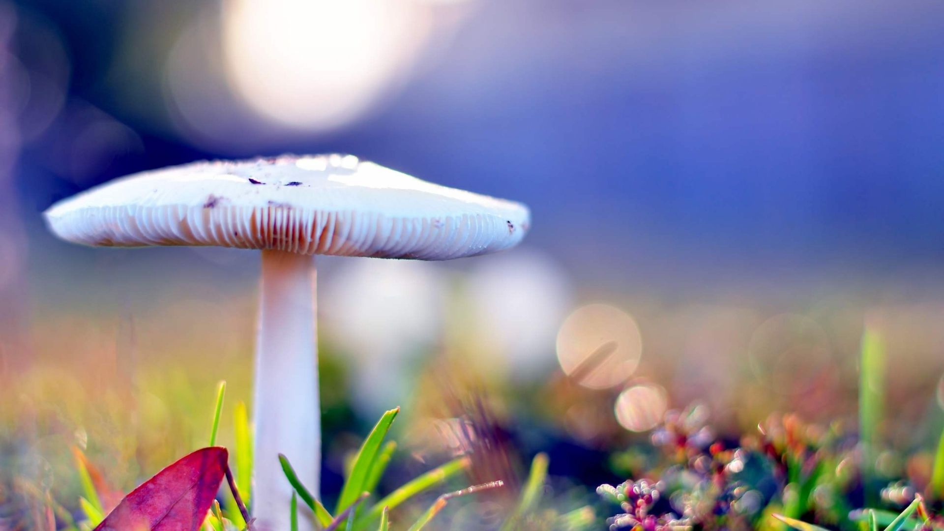 HD 1080P Mushroom Wallpaper