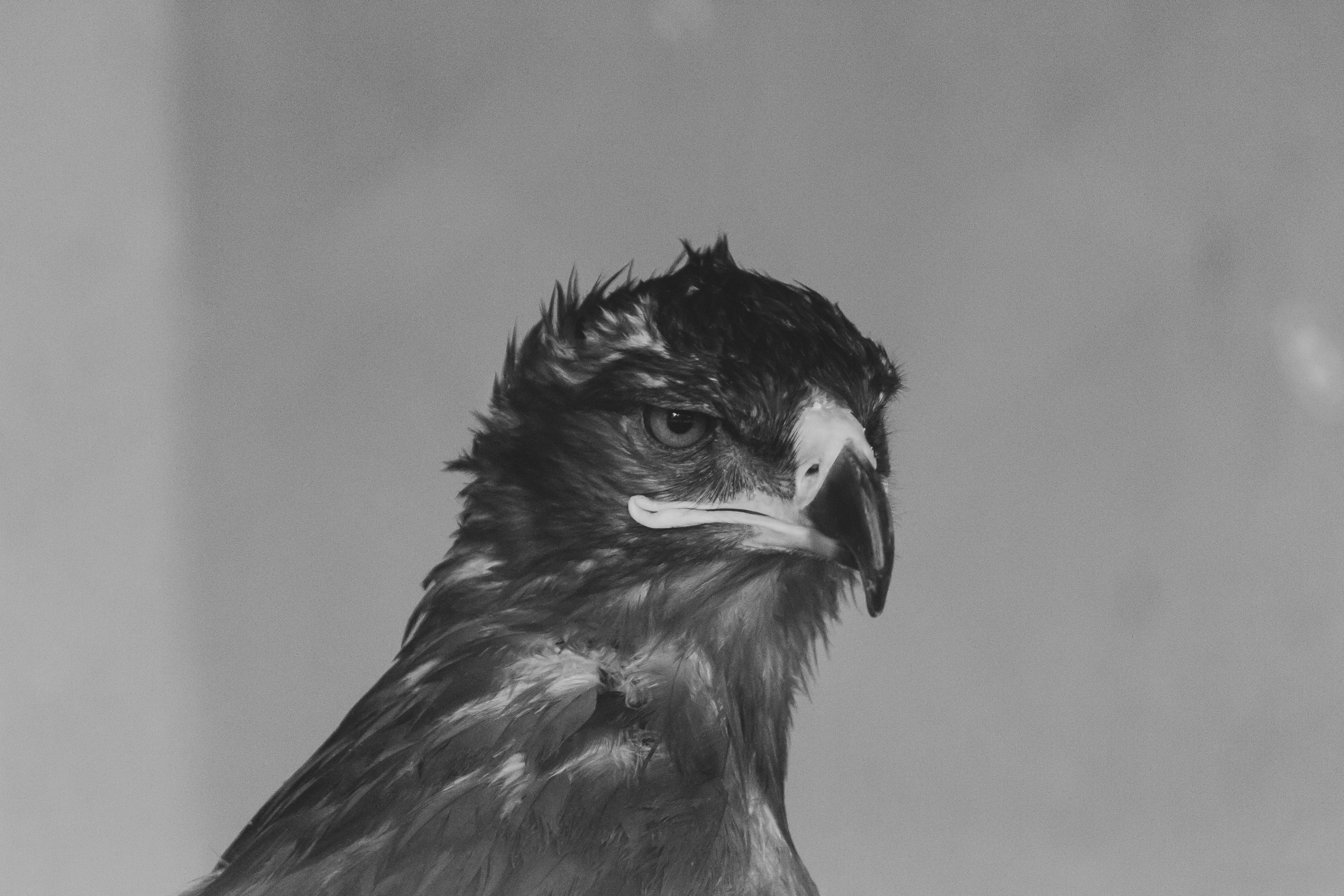 Black Eagle Picture. Download Free Image