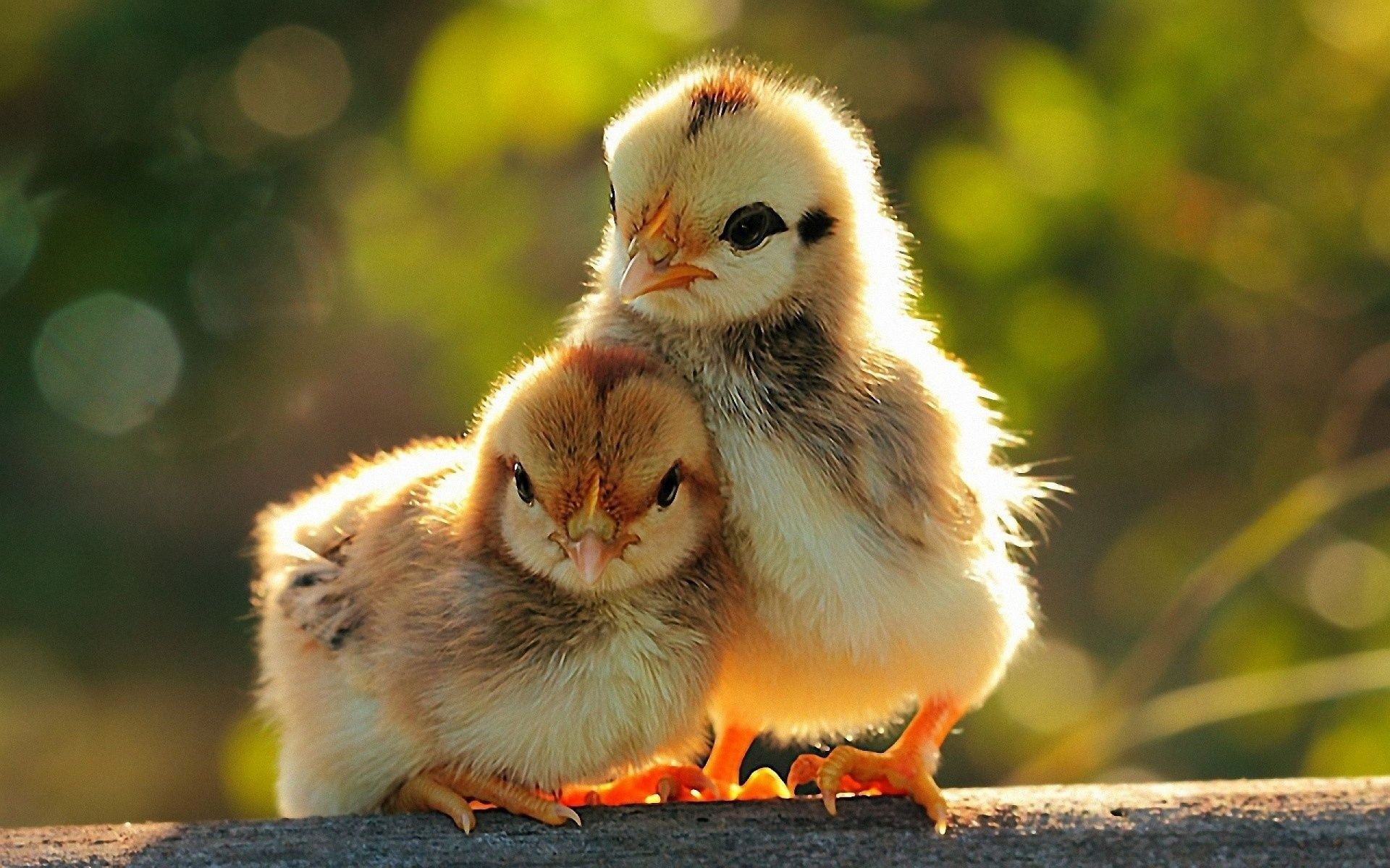 Beautiful Chicken HD Desktop Image. Cute baby
