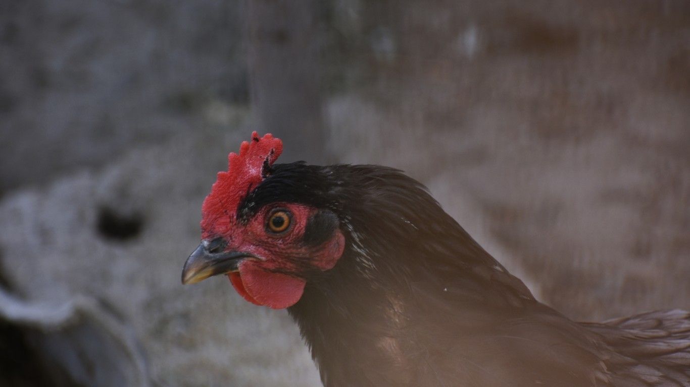 Download 1366x768 Chicken, Hen, Farm Animal Wallpaper for Laptop