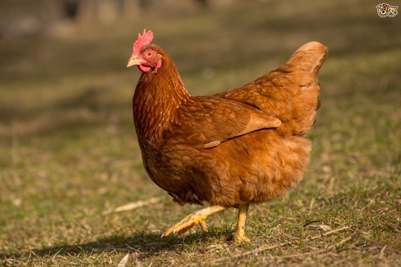 Chicken wallpaper, Animal, HQ Chicken pictureK Wallpaper 2019