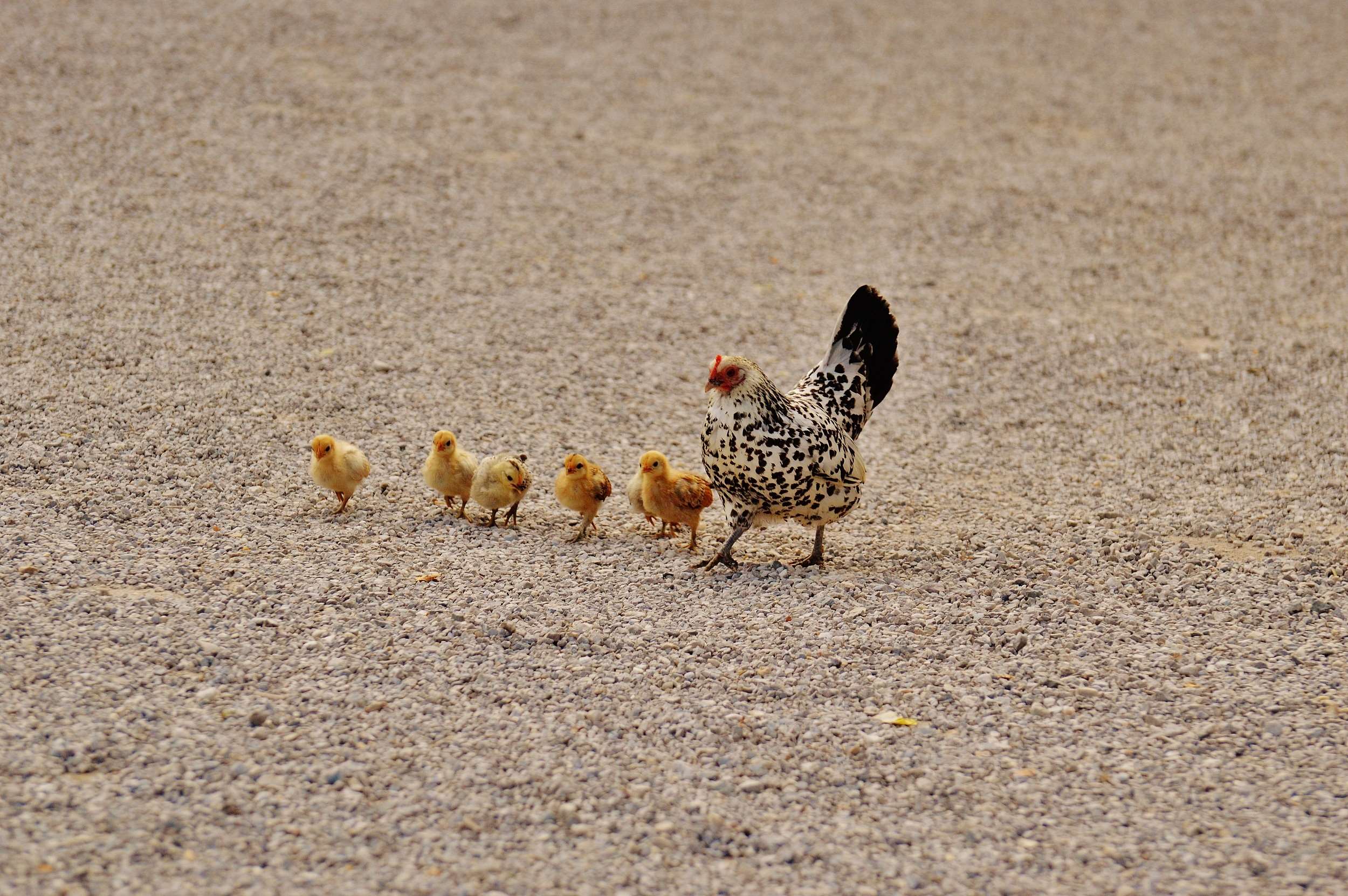 chicken, chickens, chicks, cute, dam, easter, fluff, hen