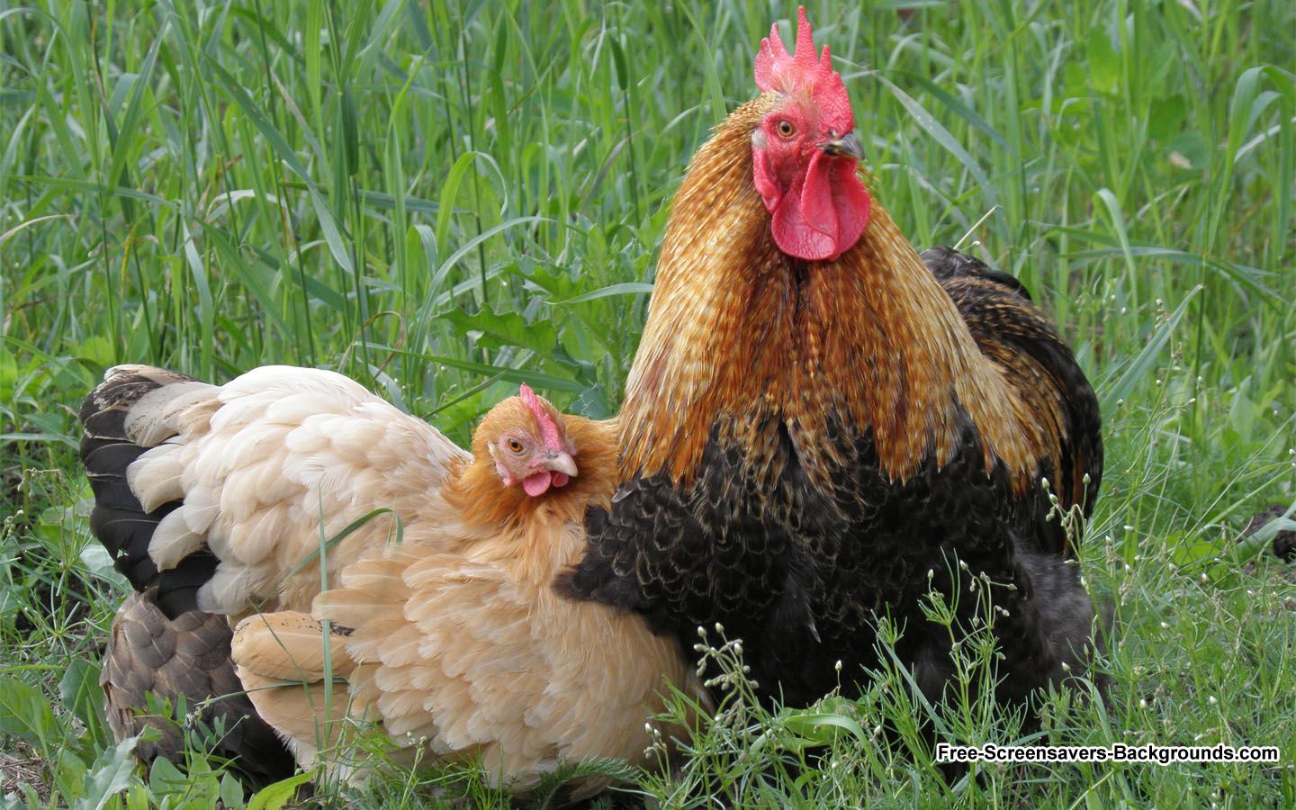 Free download Wide Screen Animal Wallpaper