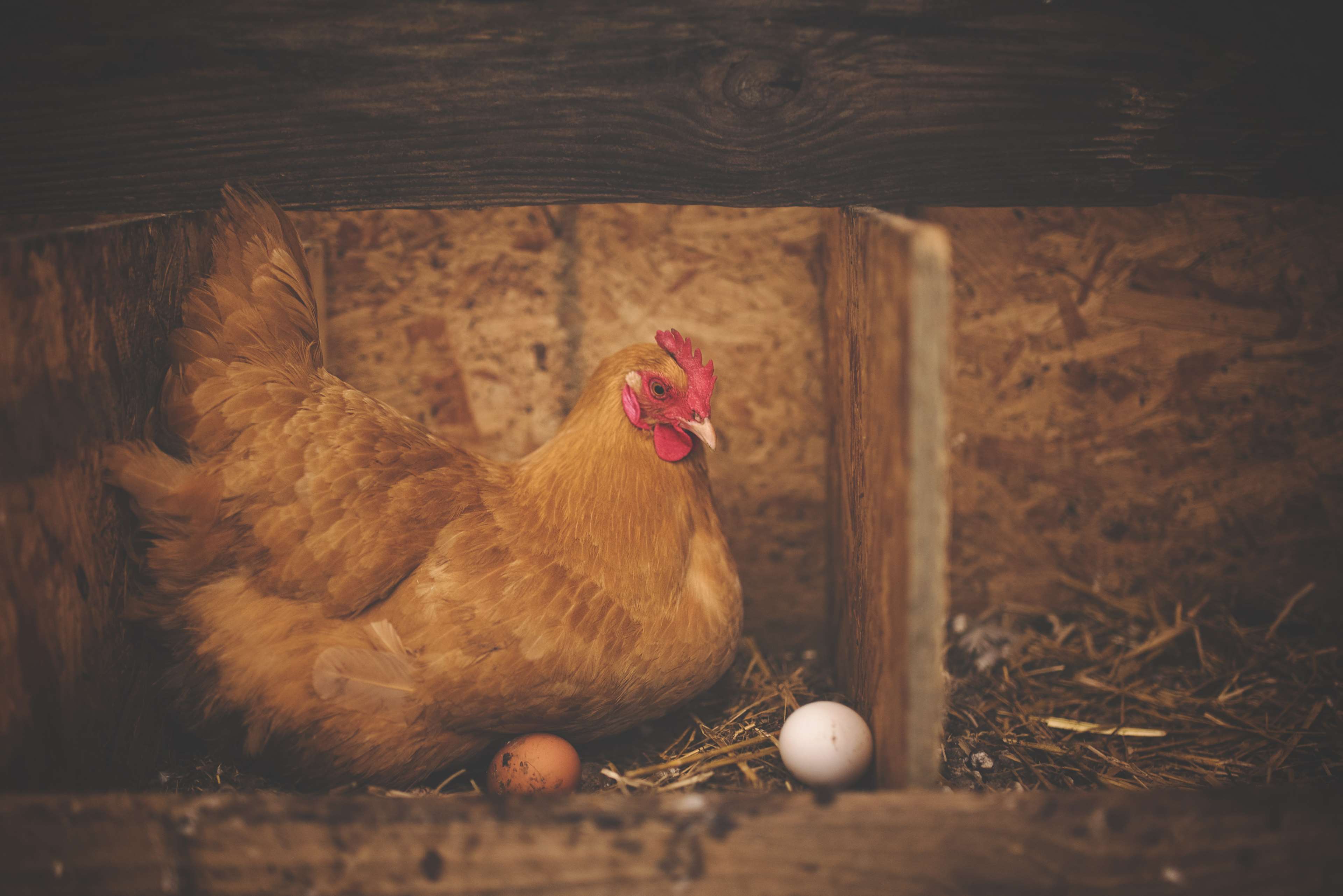 animal, barn, bird, chicken, eggs, farm, hen, livestock, nest, poultry, rooster, wood 4k wallpaper. Mocah HD Wallpaper
