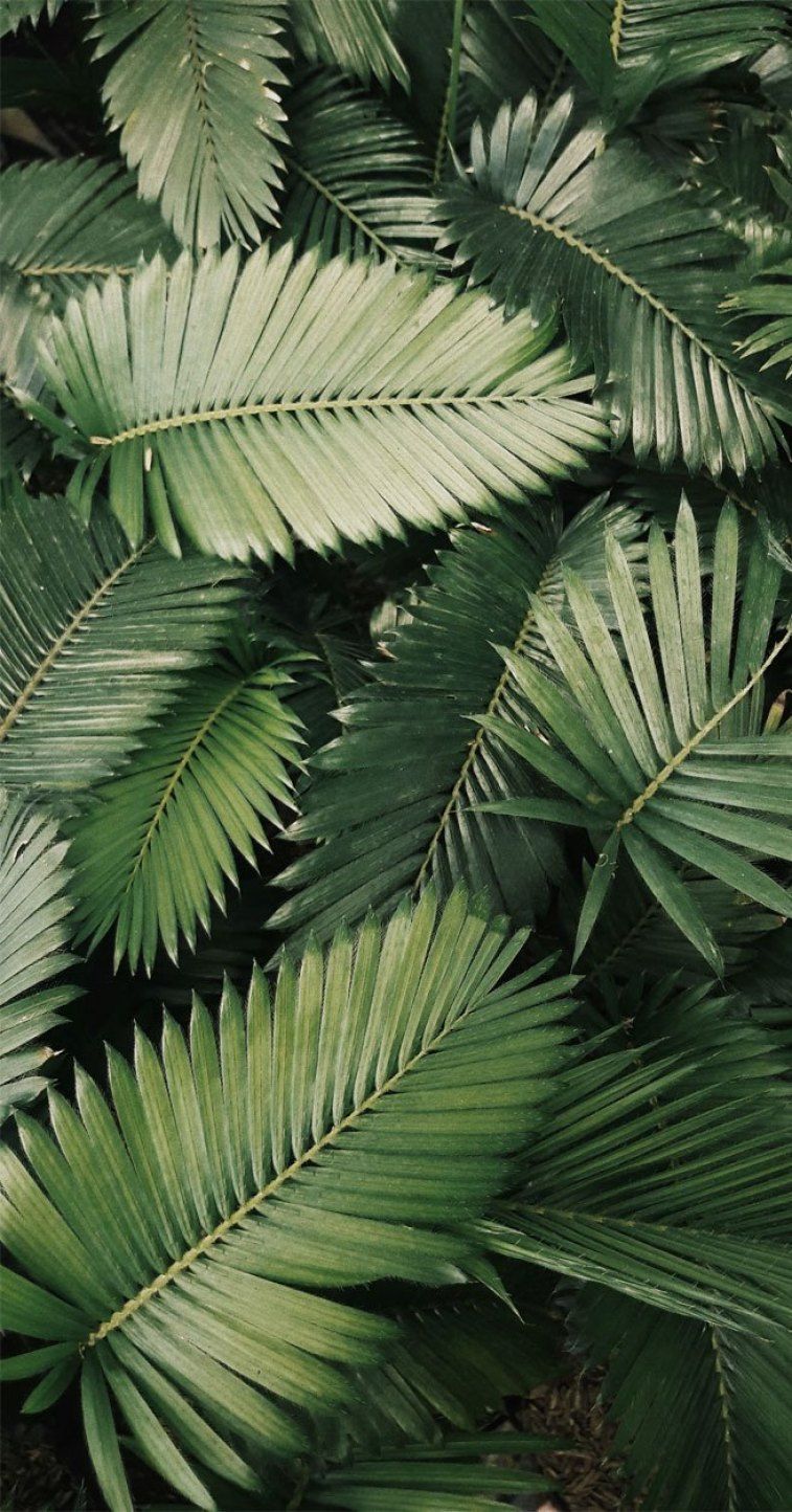 Palm Leaves iPhone Wallpaper Free Palm Leaves iPhone