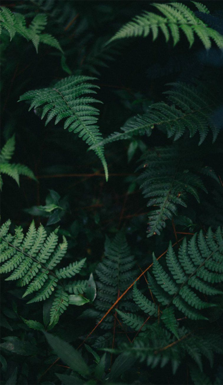 Beautiful fern leaves, iPhone X wallpaper that have a calming affect