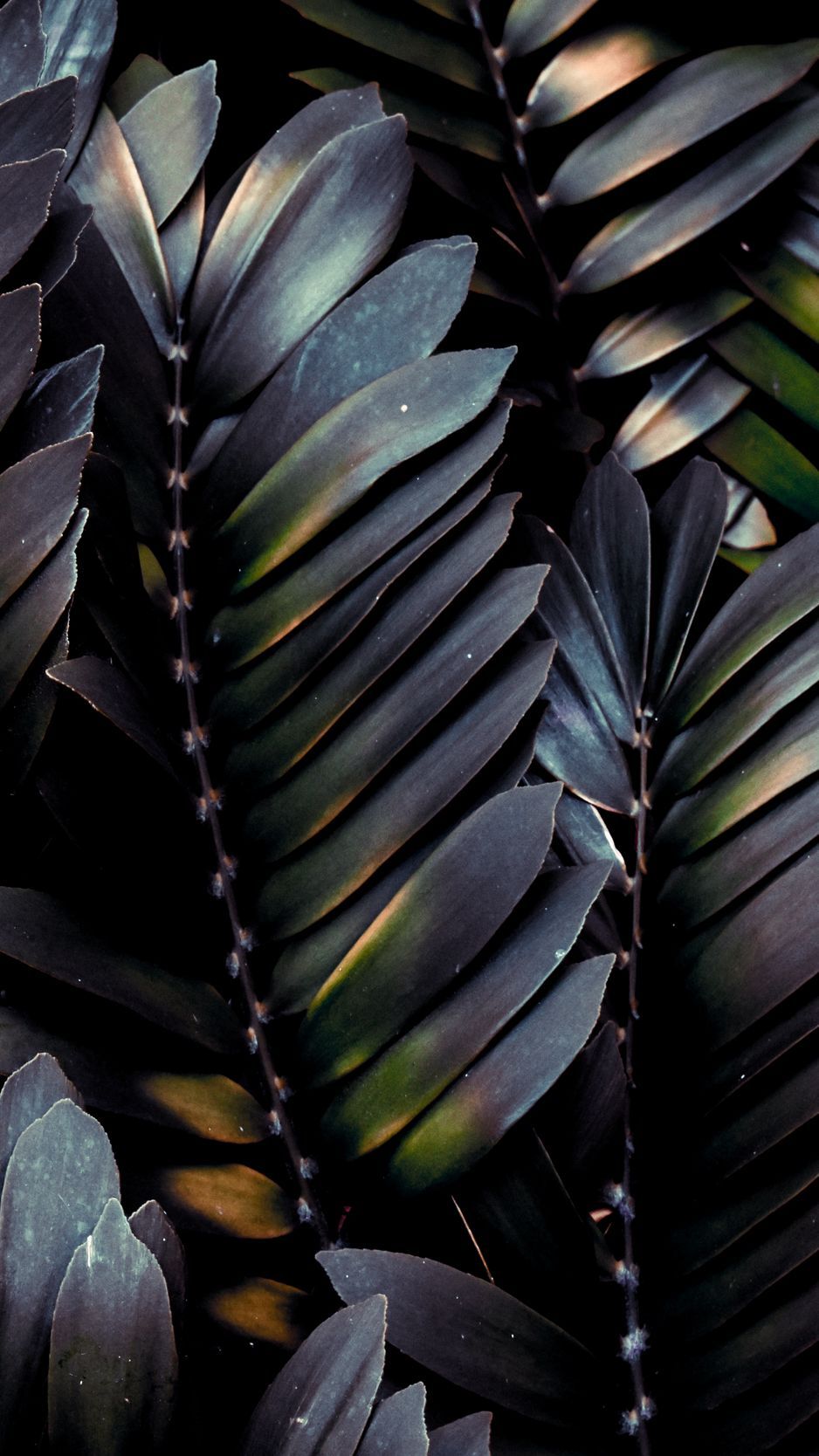 Download wallpaper 938x1668 leaves, plant, dark, branches, palm