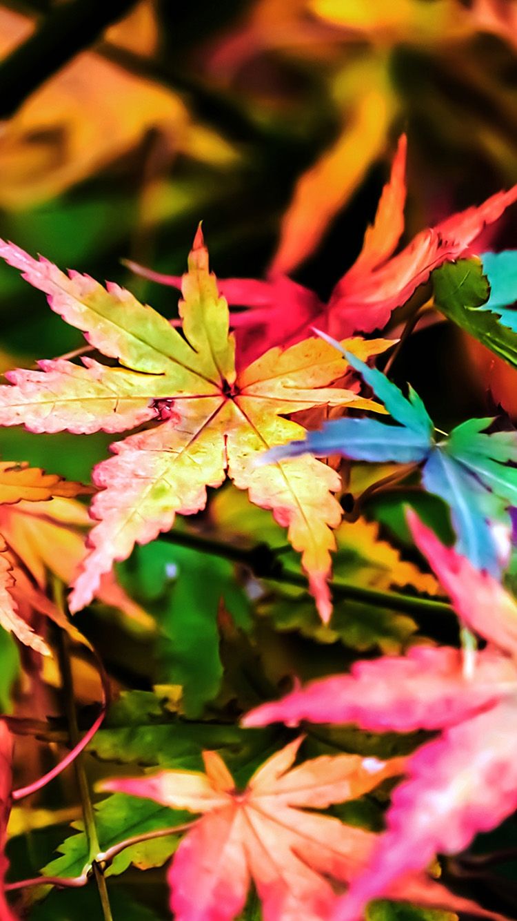 Leaf HD iPhone Wallpaper