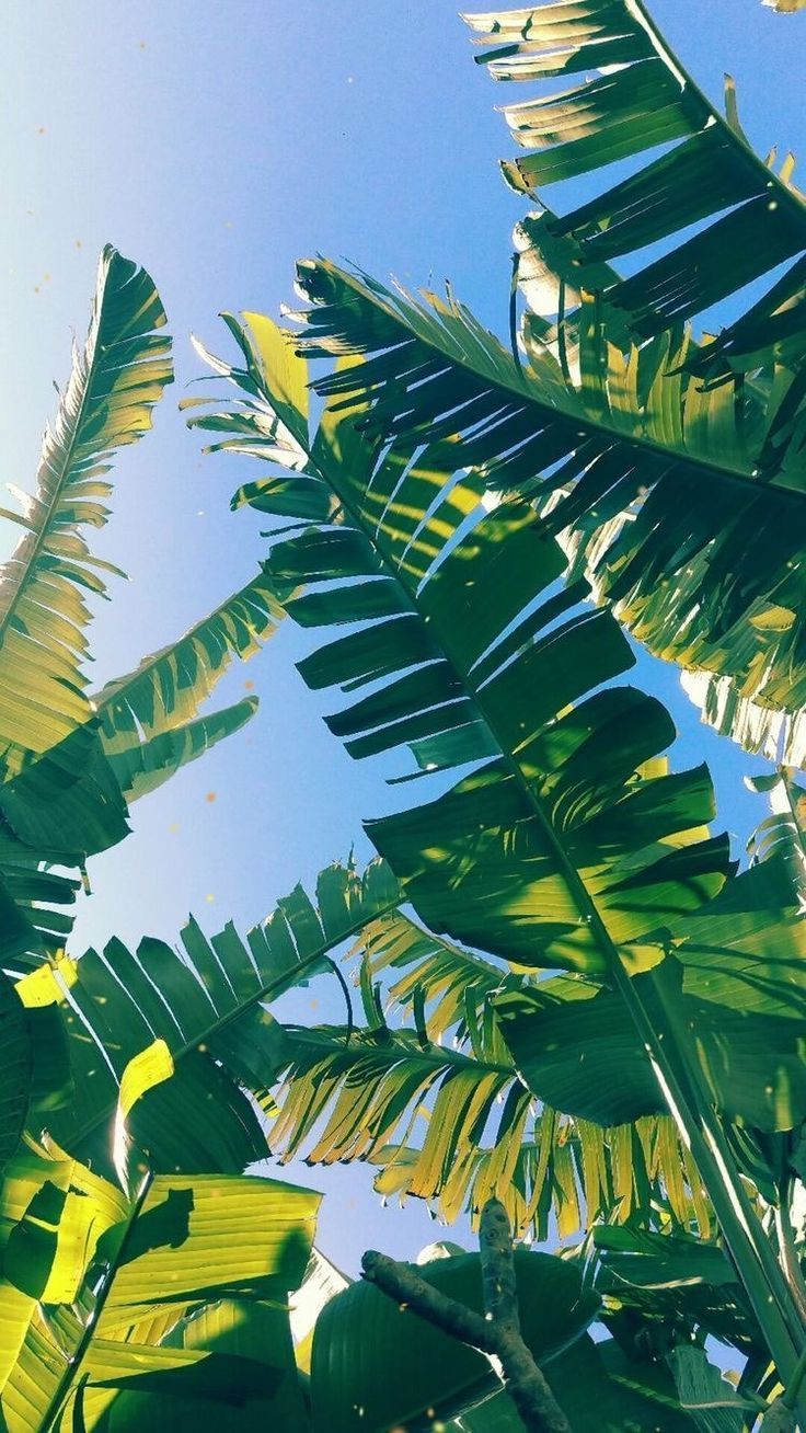 iPhone and Android Wallpaper: Palm Leaf Wallpaper for iPhone