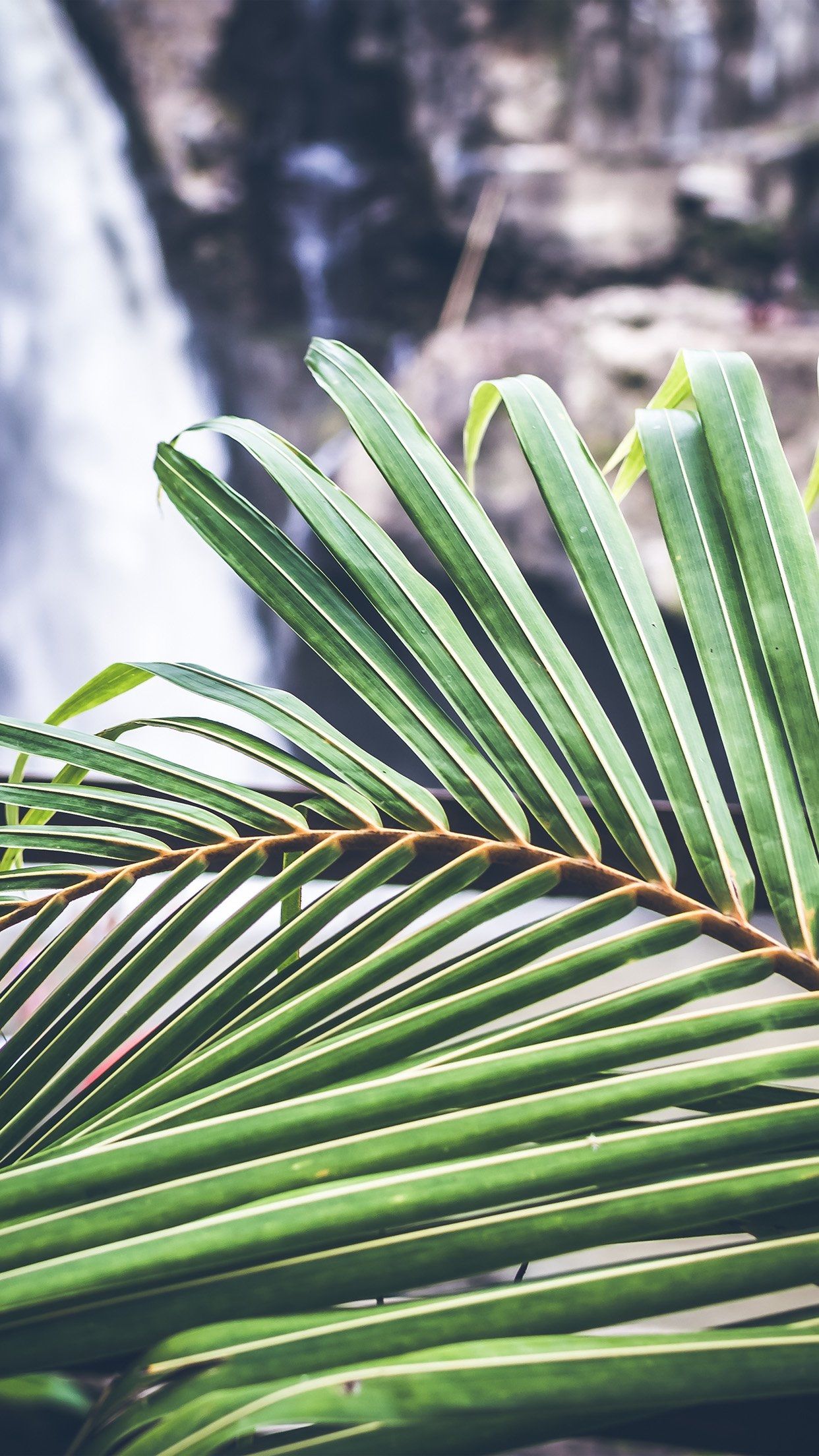 Flower leaf bokeh nature Download Free HD Wallpaper for iPhone 6