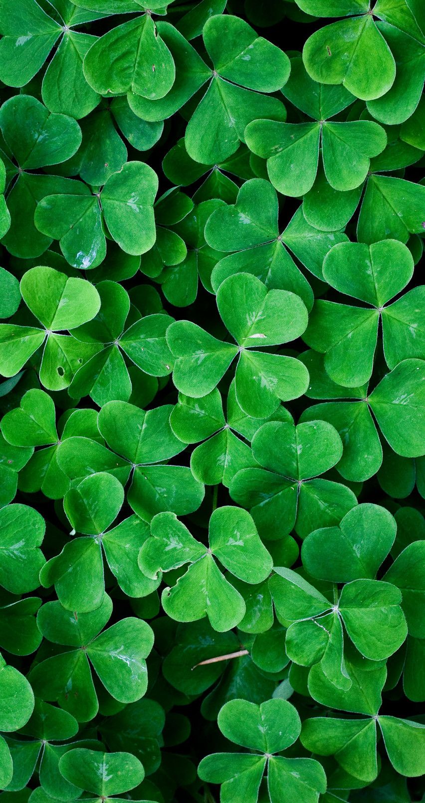 Free download Green leaf clover wall HD nature wallpaper 852x1608