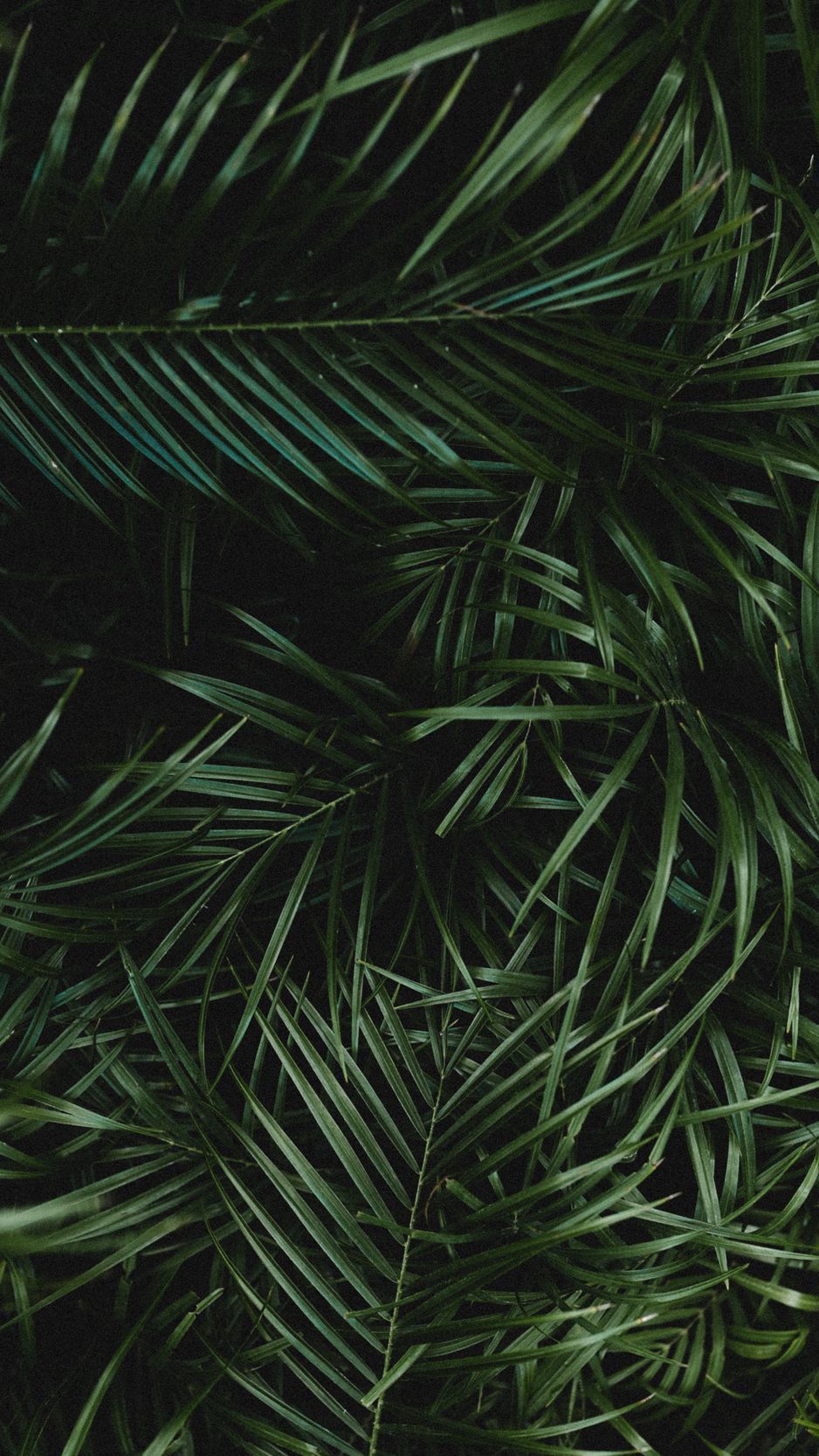 Download wallpaper 938x1668 palm, leaves, branches, plant, green