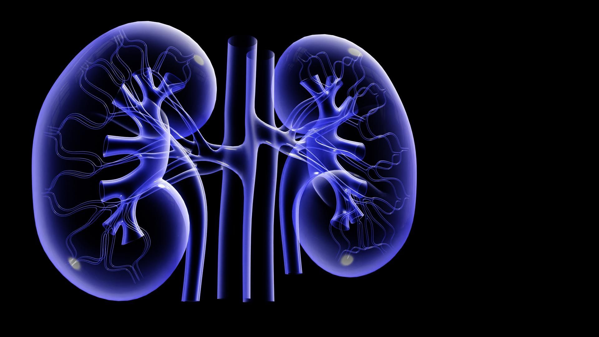 Kidney Ppt Background