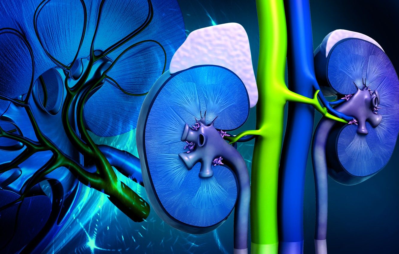 Wallpaper colors, body, kidney image for desktop, section