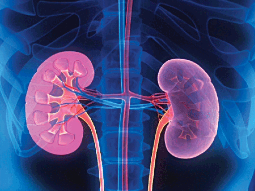 First Urine Producing Kidney Tissue Developed Body Is