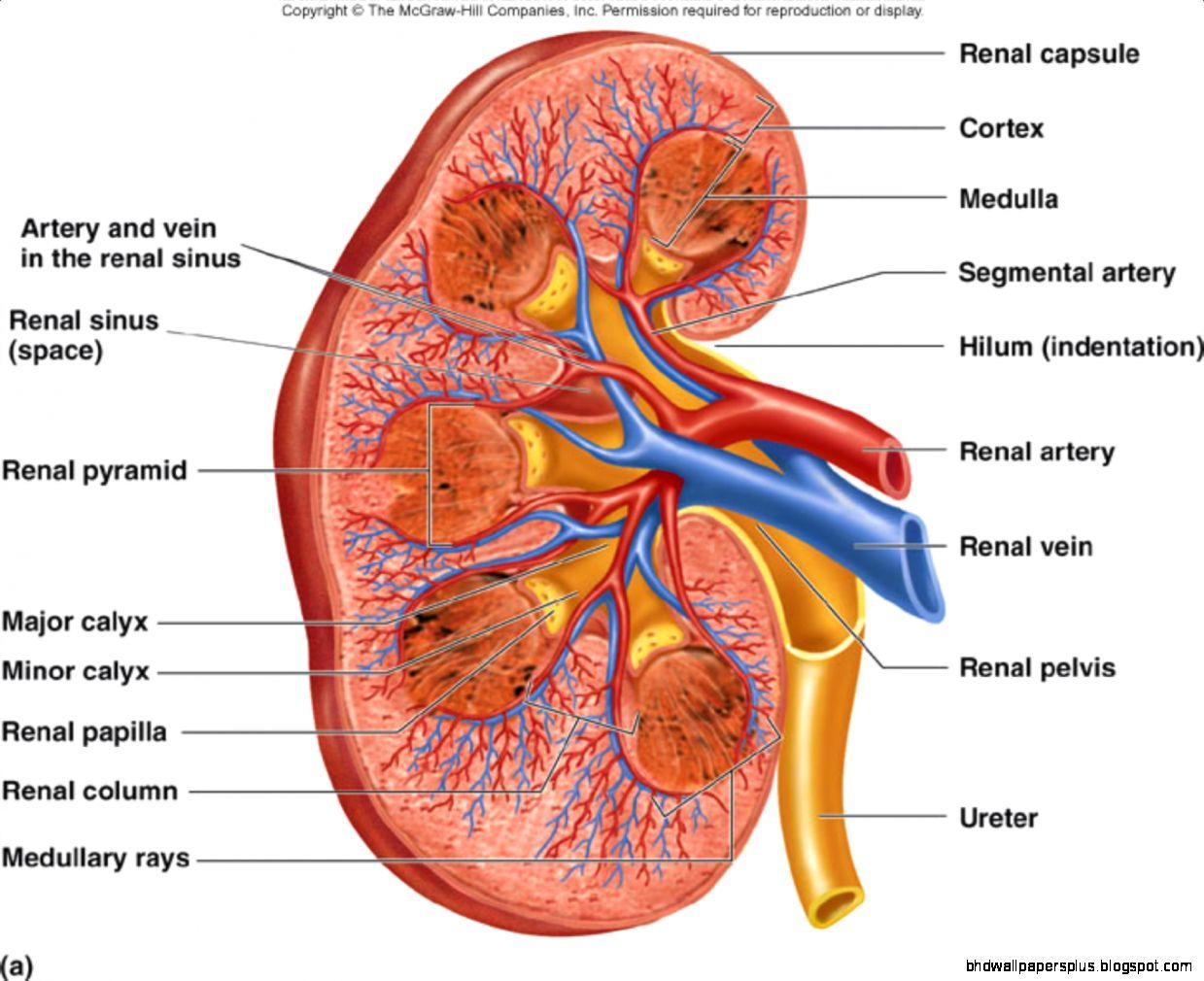 Kidney Anatomy. HD Wallpaper Plus