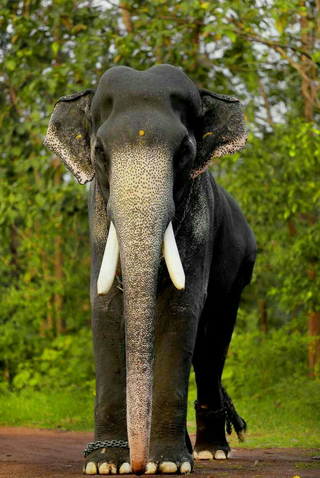 മംഗലാംകുന്ന്‌ കർണ്ണൻ. Elephants photo