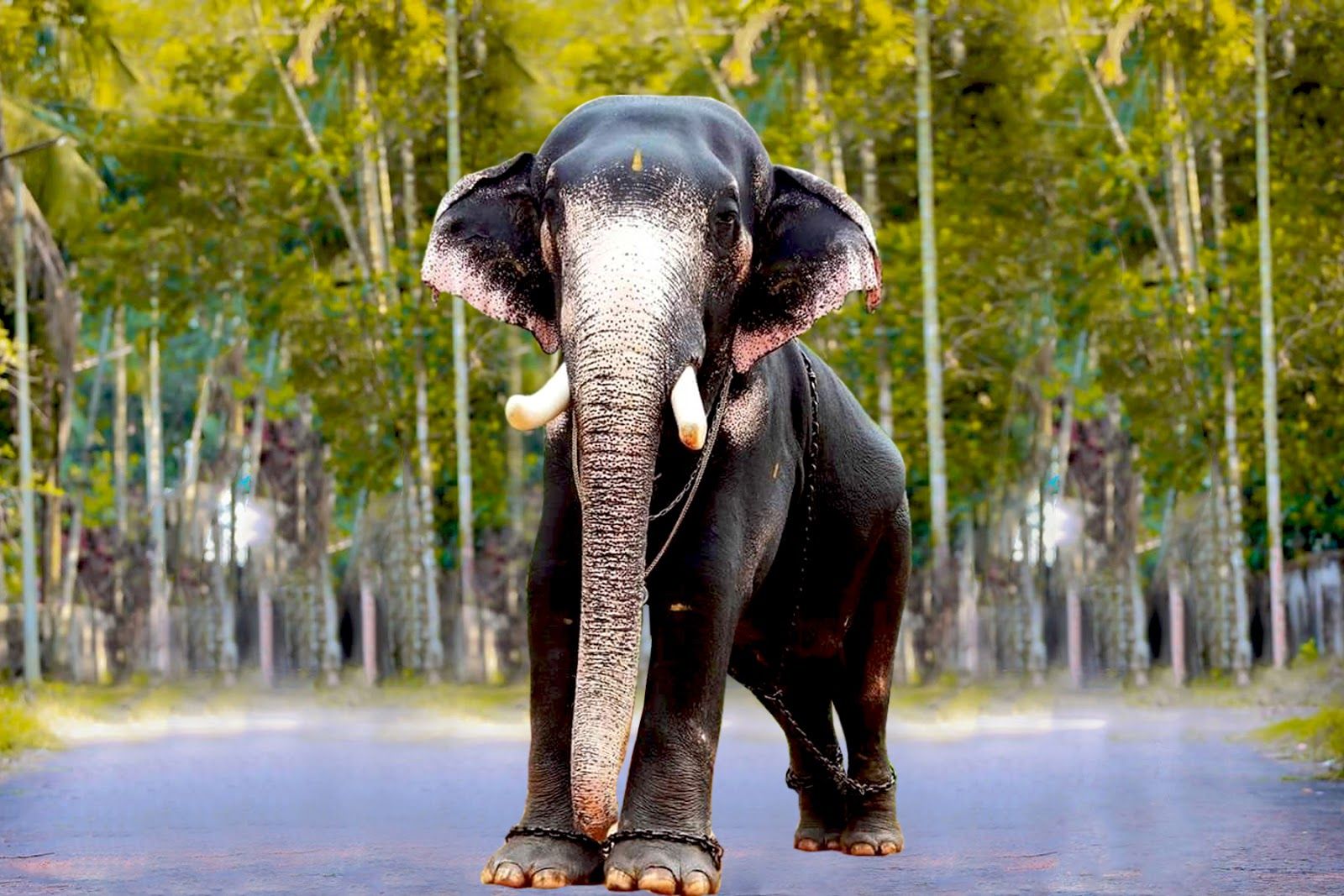 Kerala Elephants Image. Kerala elephants wallpaper HD. Kerala
