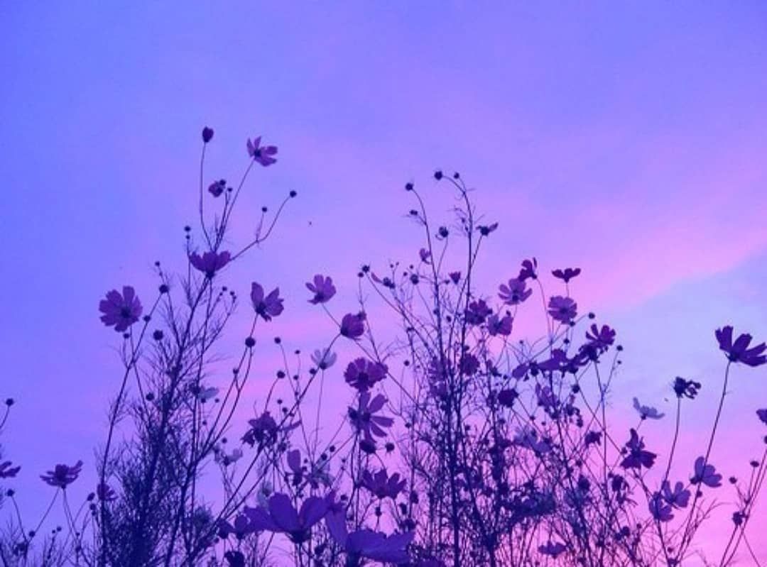 lavender purple aesthetic