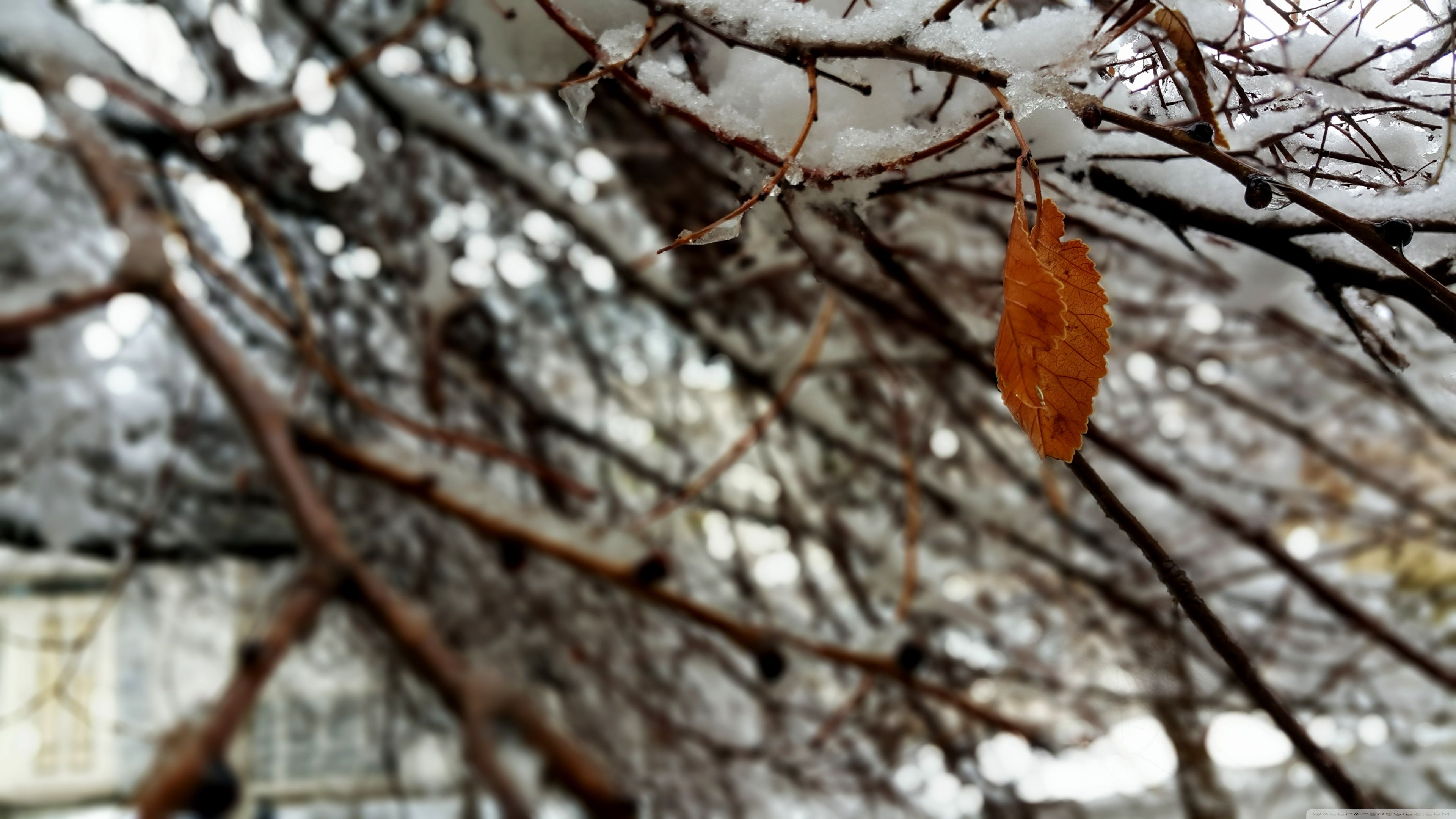 Snow In Mashhad Iran Ultra HD Desktop Background Wallpaper For 4K