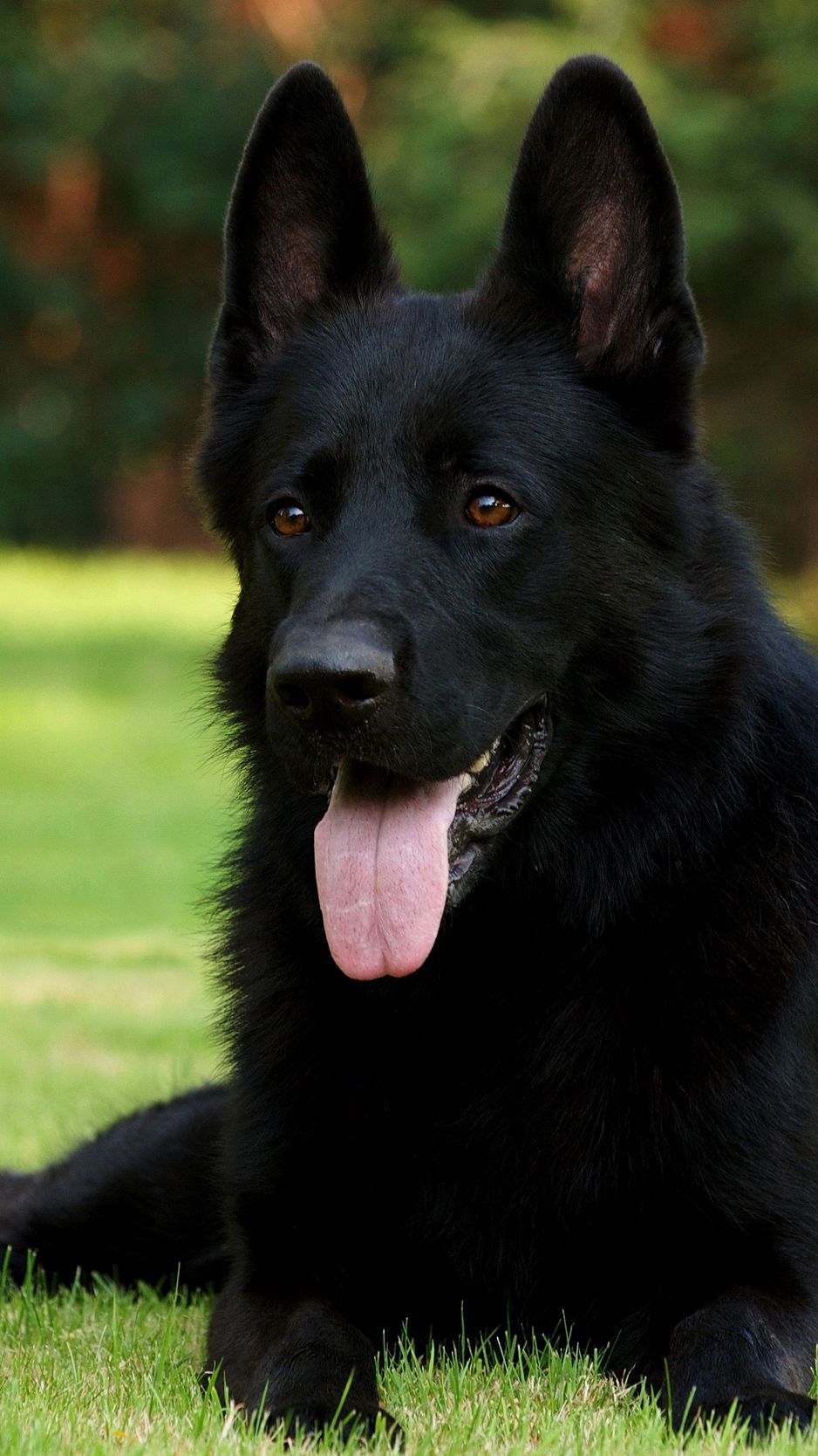 Download wallpaper 938x1668 black shepherd, german shepherd, grass