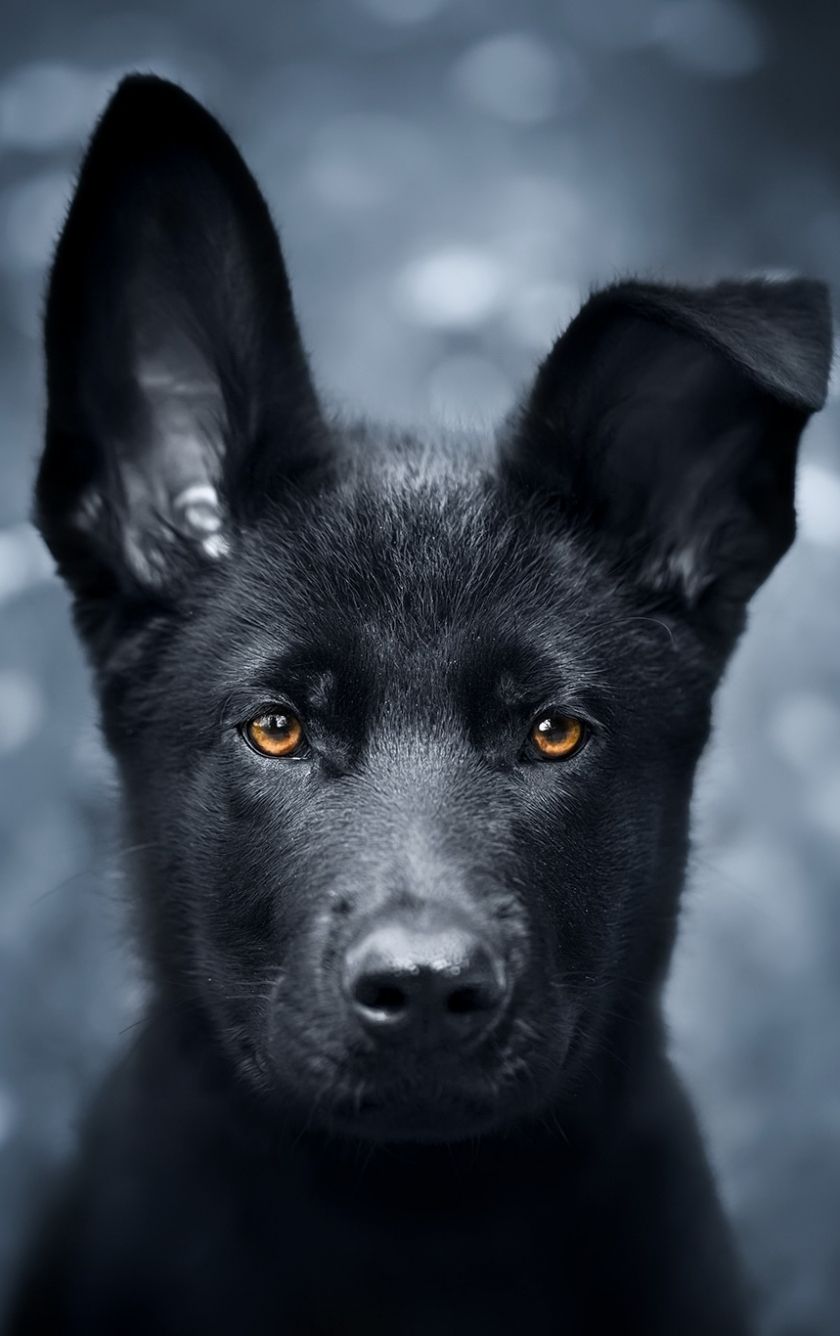 Download 840x1336 wallpaper pet, black puppy, german shepherd