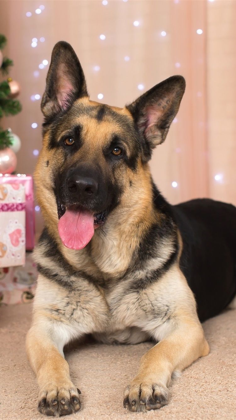 German Shepherd, Gifts, New Year 750x1334 IPhone 8 7 6 6S