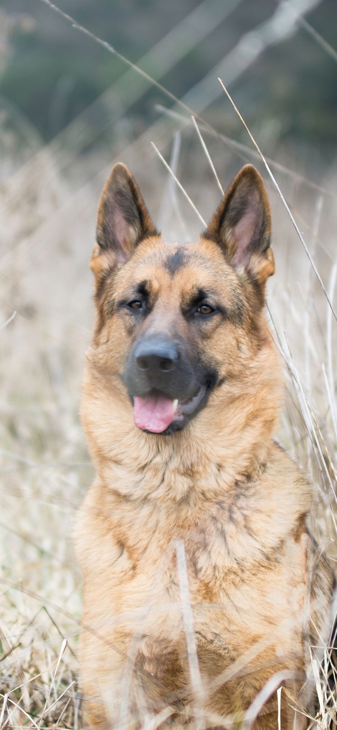 German Shepherd iPhone Wallpaper