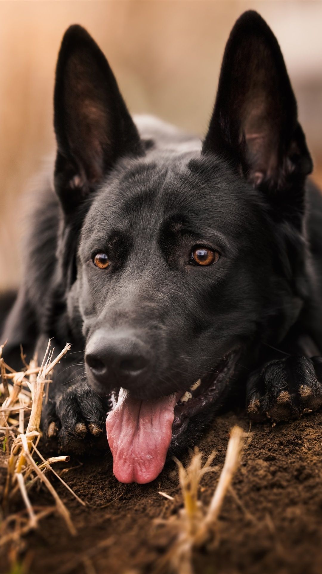 German Shepherd, Black Dog Front View 1080x1920 IPhone 8 7 6 6S