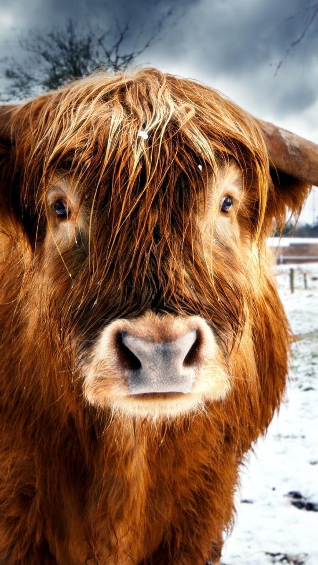 Highland Cow Wallpaper. Dangerous Cow