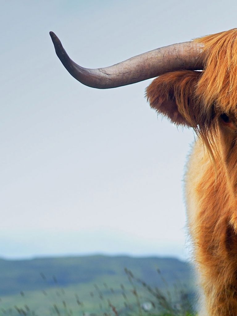 Free download Animal Highland Cattle Cow Wallpaper [1920x1200]