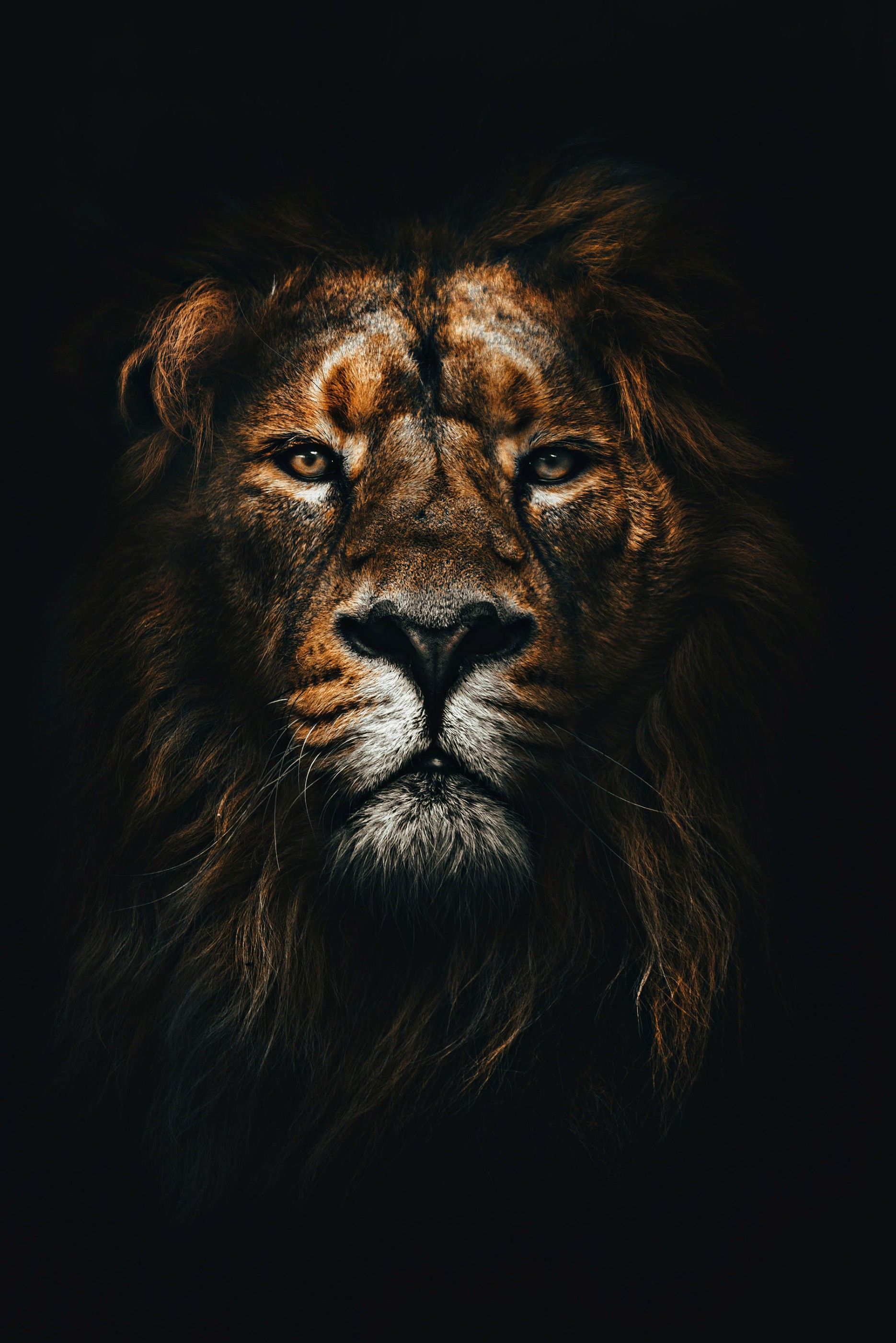 Mac OS X Lion Wallpaper 4K, Lion, Black background, Stock