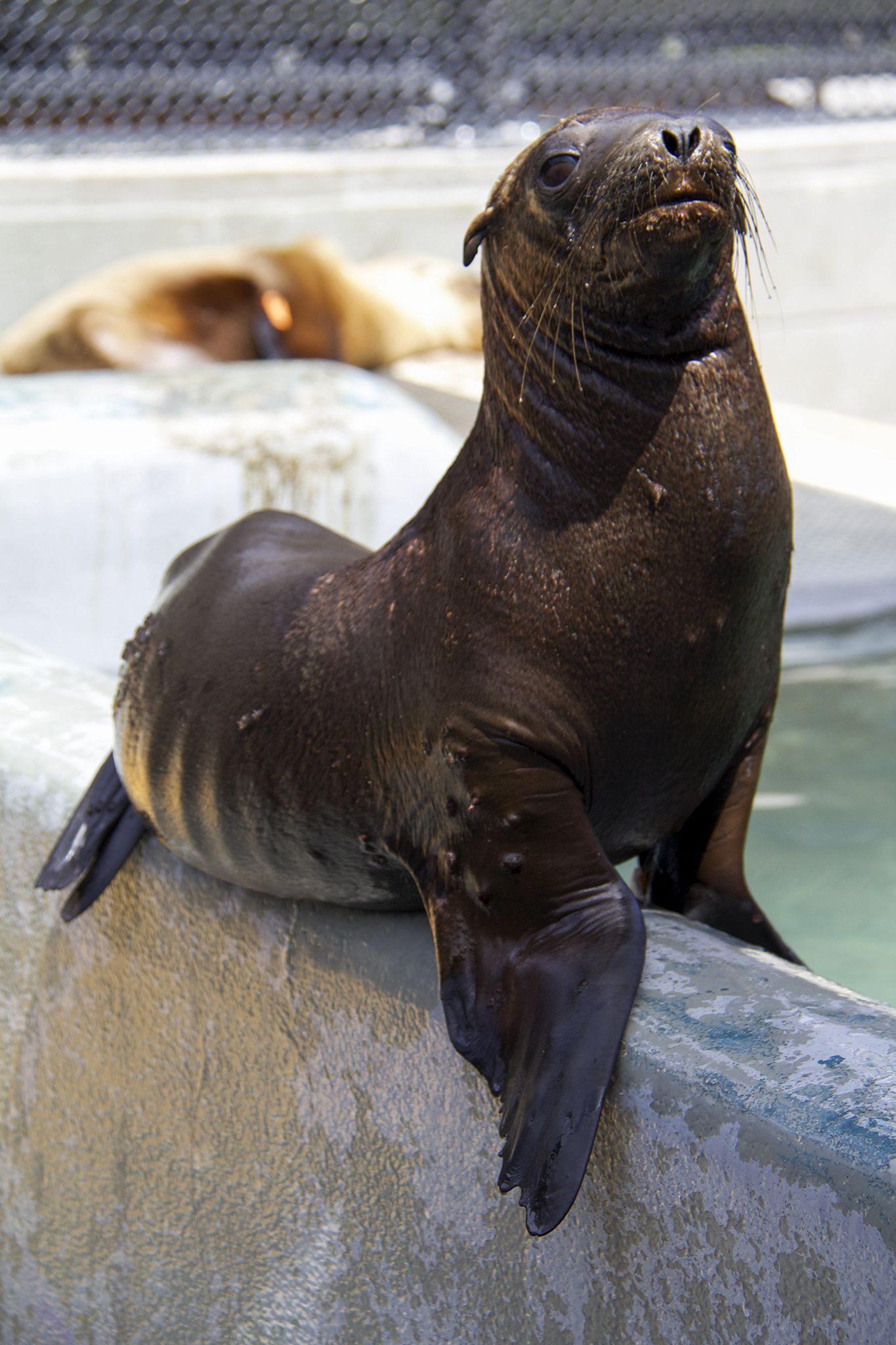 Record Number of Seals and Sea Lions Rescued in California