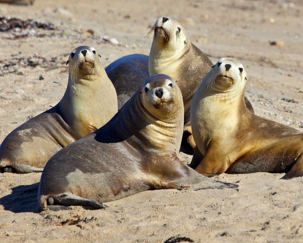 Sea Lions Seal Seals Lion (51) Wallpaper Desktop Background