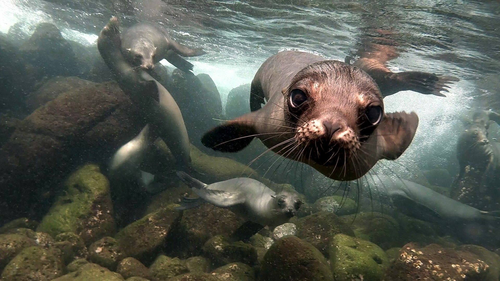 Sea Lion Underwater HD Wallpaper. Background Imagex1080