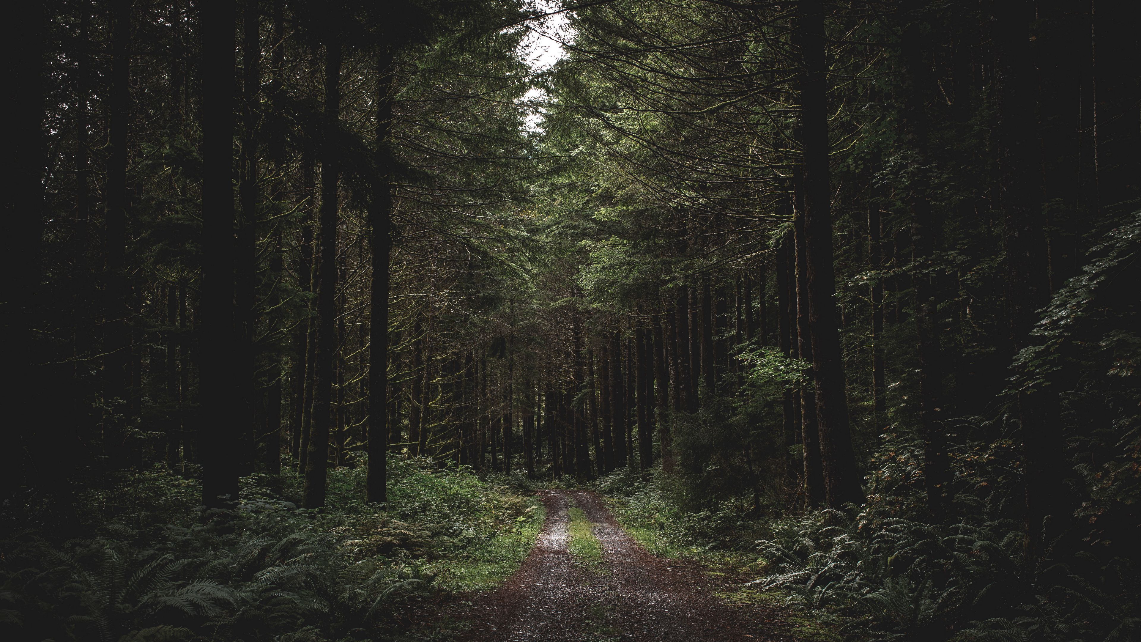 Download wallpaper 3840x2160 forest, path, trees, grass, evening