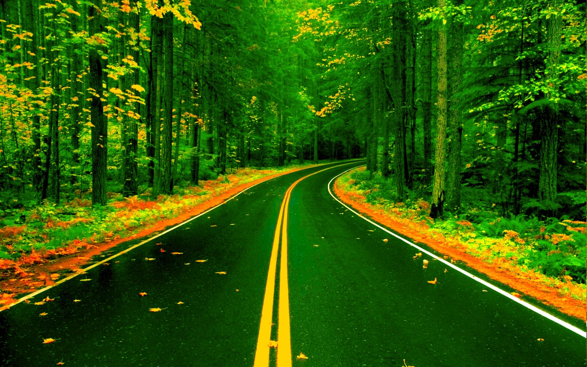 Forest Road Wallpaper Image Road Nature