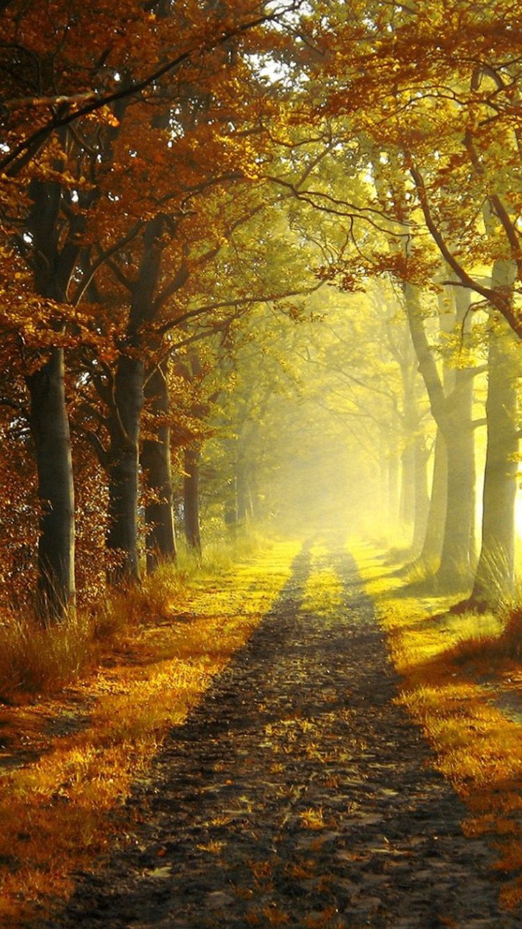 Free download Autumn morning iPhone 6 Wallpaper HD iPhone 6