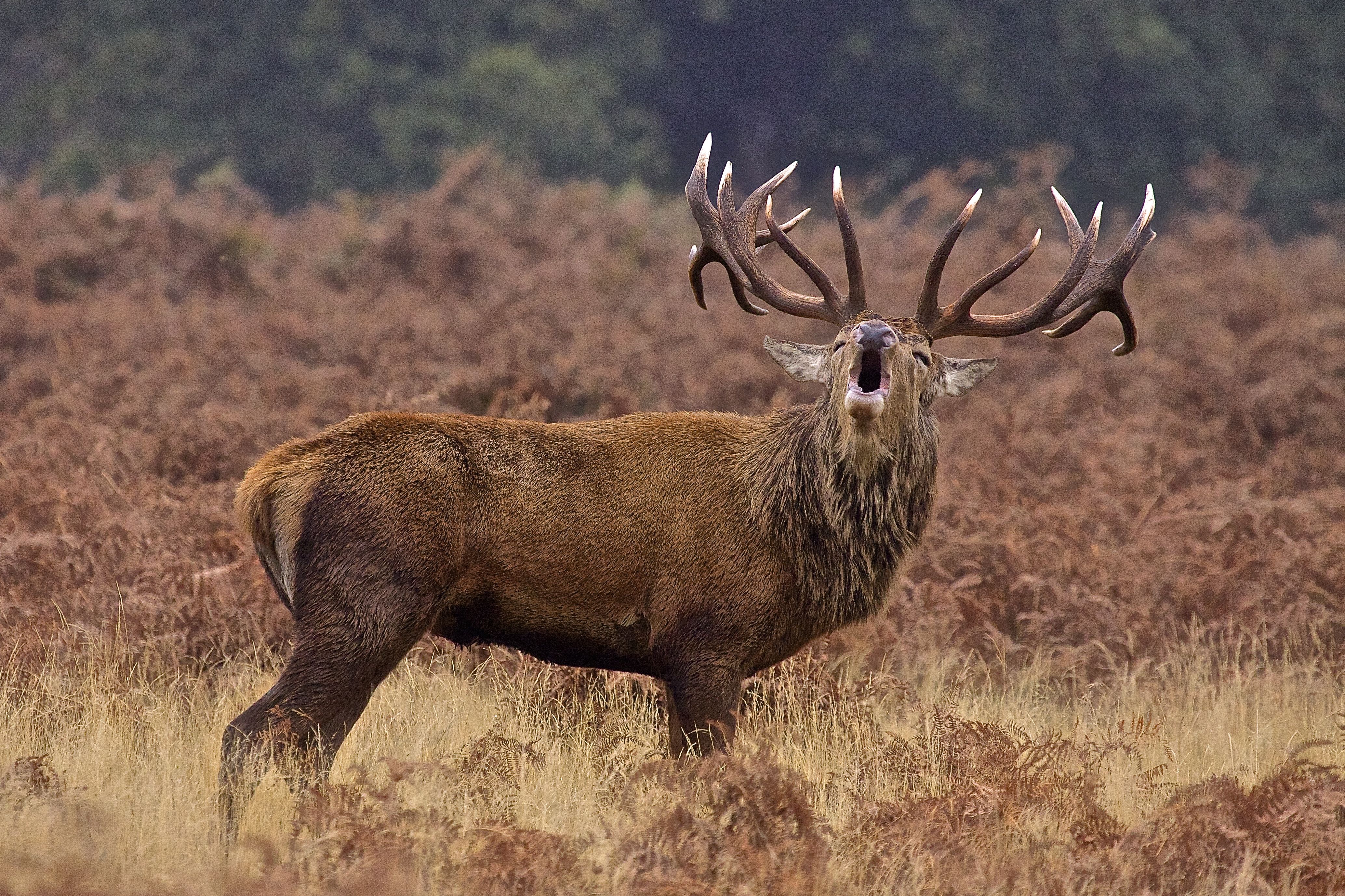 red deer stag 4k Ultra HD Wallpaper. Background Imagex2757