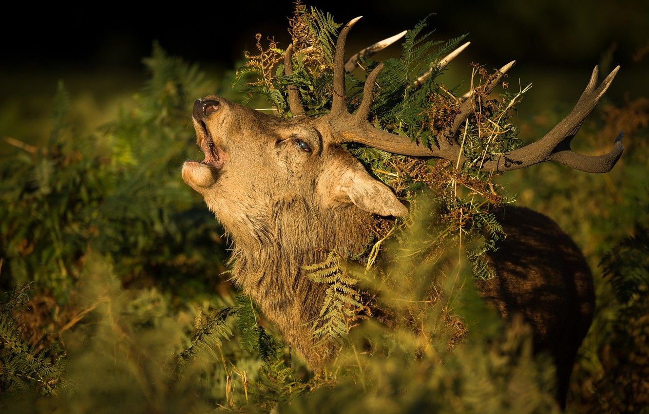 Wallpaper autumn, nature, Red Deer Stag image for desktop, section животные